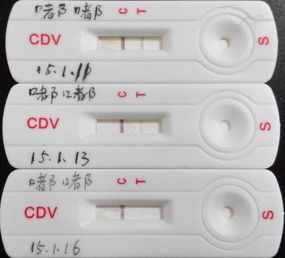 重癥犬瘟的治療1