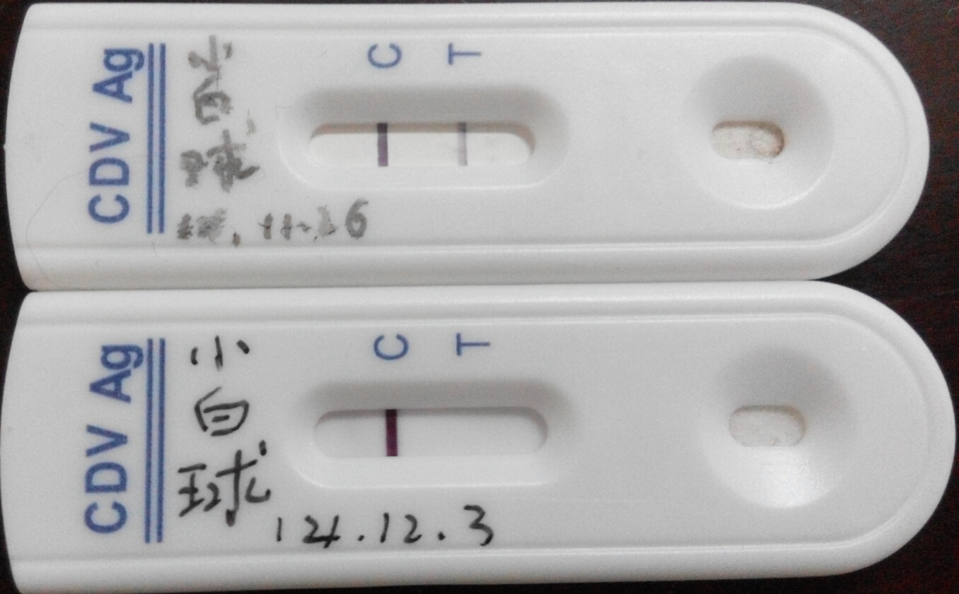 犬瘟熱抗原檢測