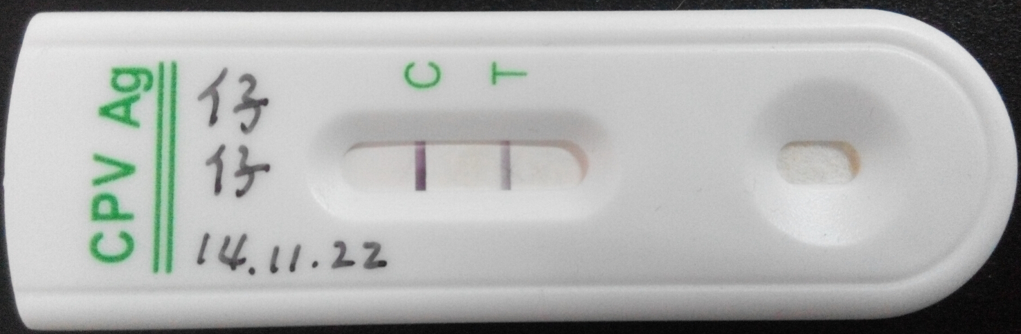 犬細(xì)小病毒抗原檢測(cè)